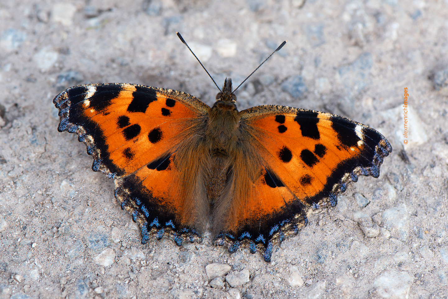 Vándorló friss nemzedék: a Nymphalis xanthomelas tömeges megjelenése 2019 júniusában