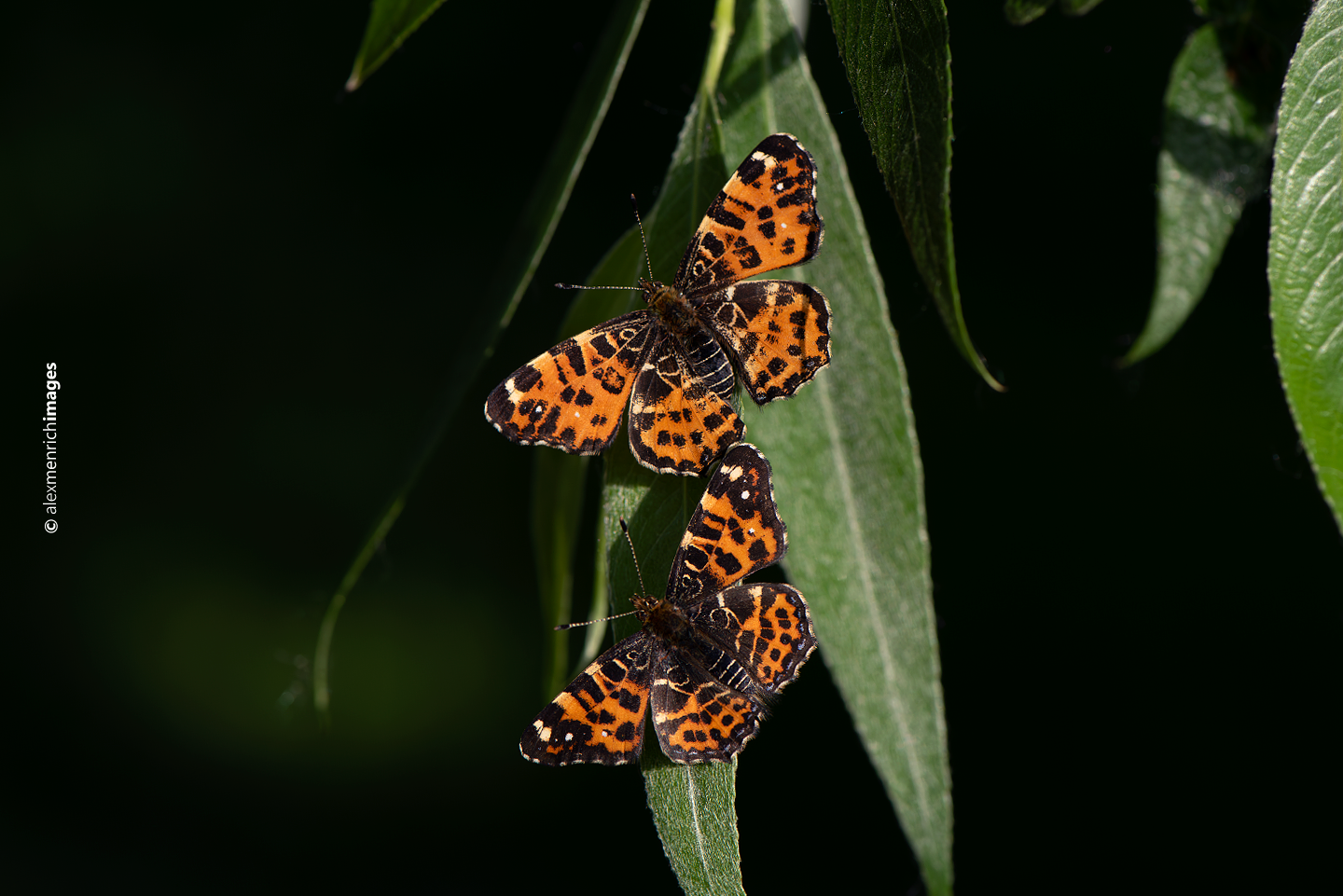 2025 – A pókhálóslepke az év lepkéje Magyarországon