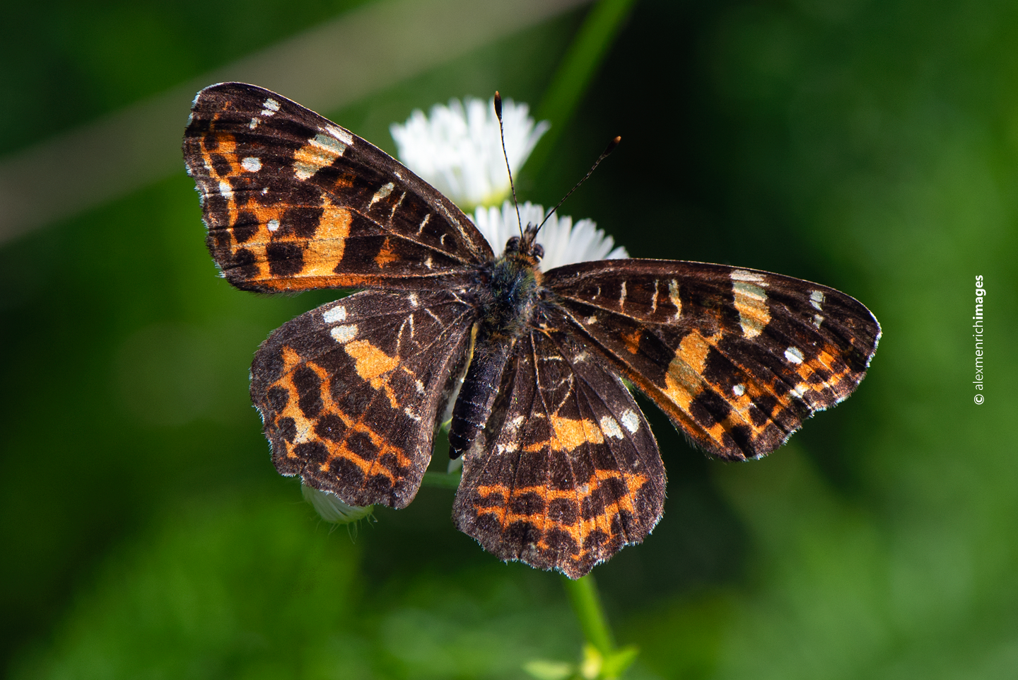 Átmeneti formák, aberrációk is előfordulhatnak, főként hűvösebb nyarakon.