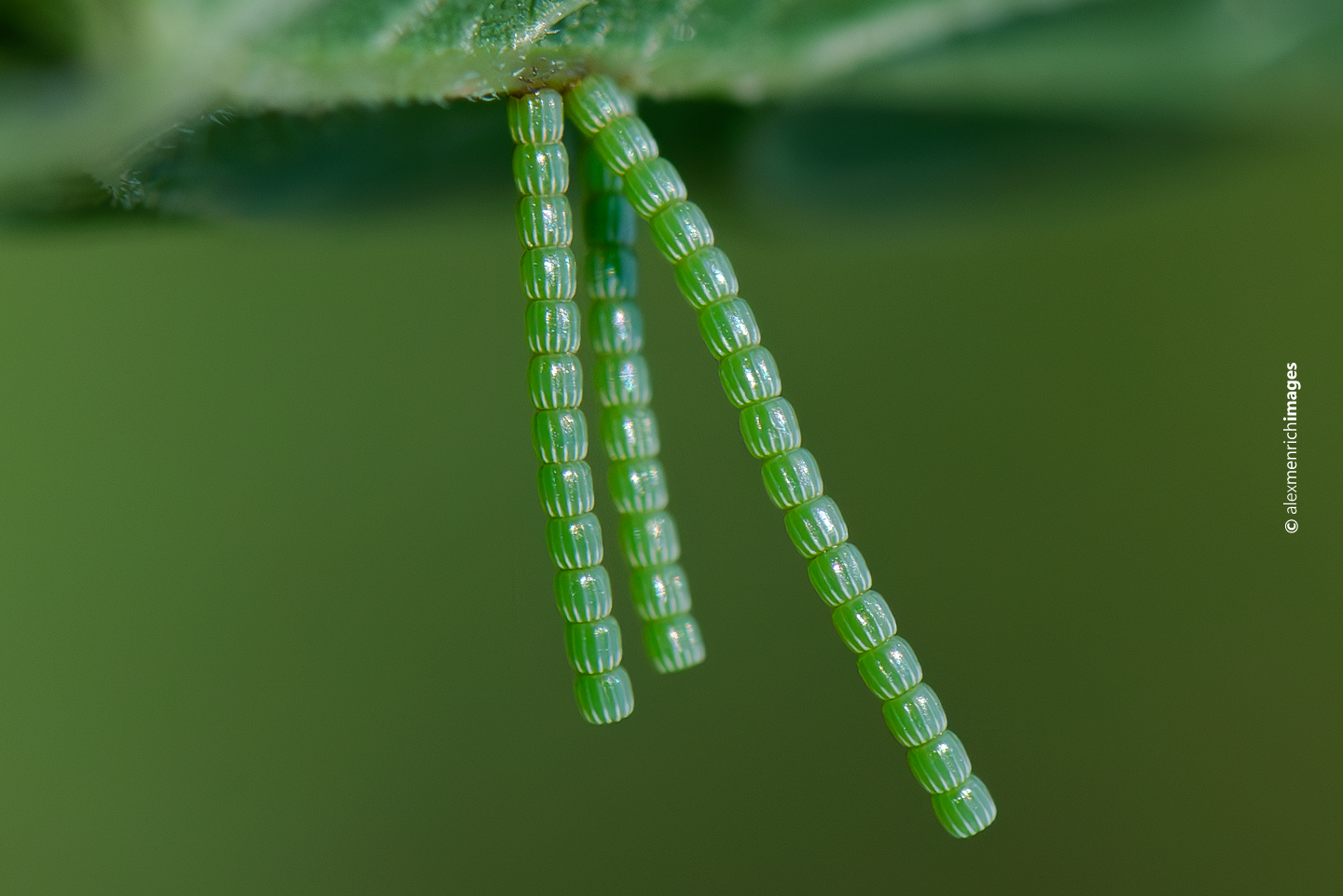 Szaporodás és peteelhelyezés