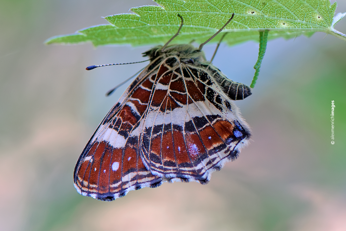 Szaporodás és peteelhelyezés